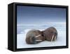 Walruses lying on ice-Paul Souders-Framed Stretched Canvas