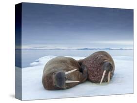 Walruses lying on ice-Paul Souders-Stretched Canvas