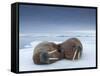 Walruses lying on ice-Paul Souders-Framed Stretched Canvas