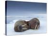 Walruses lying on ice-Paul Souders-Stretched Canvas