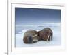 Walruses lying on ice-Paul Souders-Framed Photographic Print