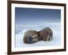 Walruses lying on ice-Paul Souders-Framed Photographic Print