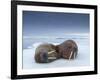 Walruses lying on ice-Paul Souders-Framed Photographic Print