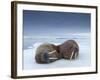 Walruses lying on ice-Paul Souders-Framed Photographic Print