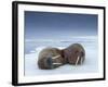 Walruses lying on ice-Paul Souders-Framed Photographic Print