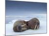 Walruses lying on ice-Paul Souders-Mounted Photographic Print