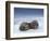 Walruses lying on ice-Paul Souders-Framed Photographic Print