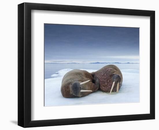 Walruses lying on ice-Paul Souders-Framed Photographic Print