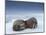 Walruses lying on ice-Paul Souders-Mounted Photographic Print