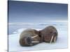 Walruses lying on ice-Paul Souders-Stretched Canvas