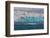 Walruses on ice floe fronting a glacier on Kongsfjorden near Ny-Alesund. Spitsbergen Island, Norway-Sergio Pitamitz-Framed Photographic Print