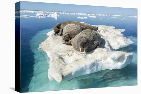 Walruses on Iceberg, Hudson Bay, Nunavut, Canada-Paul Souders-Stretched Canvas