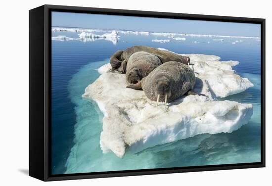 Walruses on Iceberg, Hudson Bay, Nunavut, Canada-Paul Souders-Framed Stretched Canvas