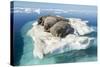 Walruses on Iceberg, Hudson Bay, Nunavut, Canada-Paul Souders-Stretched Canvas