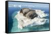 Walruses on Iceberg, Hudson Bay, Nunavut, Canada-Paul Souders-Framed Stretched Canvas