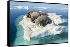 Walruses on Iceberg, Hudson Bay, Nunavut, Canada-Paul Souders-Framed Stretched Canvas