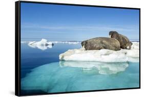 Walruses on Iceberg, Hudson Bay, Nunavut, Canada-Paul Souders-Framed Stretched Canvas