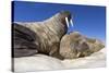 Walruses on Iceberg, Hudson Bay, Nunavut, Canada-Paul Souders-Stretched Canvas
