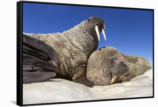 Walruses on Iceberg, Hudson Bay, Nunavut, Canada-Paul Souders-Framed Stretched Canvas