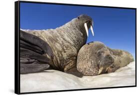 Walruses on Iceberg, Hudson Bay, Nunavut, Canada-Paul Souders-Framed Stretched Canvas