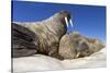 Walruses on Iceberg, Hudson Bay, Nunavut, Canada-Paul Souders-Stretched Canvas