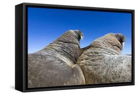 Walruses on Iceberg, Hudson Bay, Nunavut, Canada-Paul Souders-Framed Stretched Canvas