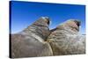 Walruses on Iceberg, Hudson Bay, Nunavut, Canada-Paul Souders-Stretched Canvas