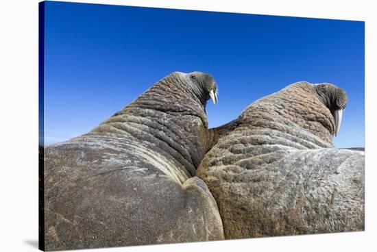 Walruses on Iceberg, Hudson Bay, Nunavut, Canada-Paul Souders-Stretched Canvas