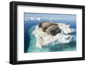 Walruses on Iceberg, Hudson Bay, Nunavut, Canada-Paul Souders-Framed Premium Photographic Print