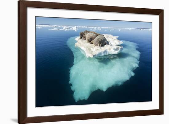 Walruses on Iceberg, Hudson Bay, Nunavut, Canada-Paul Souders-Framed Photographic Print