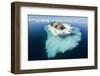 Walruses on Iceberg, Hudson Bay, Nunavut, Canada-Paul Souders-Framed Photographic Print