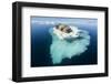 Walruses on Iceberg, Hudson Bay, Nunavut, Canada-Paul Souders-Framed Photographic Print