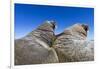 Walruses on Iceberg, Hudson Bay, Nunavut, Canada-Paul Souders-Framed Photographic Print