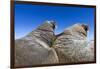 Walruses on Iceberg, Hudson Bay, Nunavut, Canada-Paul Souders-Framed Photographic Print