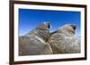 Walruses on Iceberg, Hudson Bay, Nunavut, Canada-Paul Souders-Framed Photographic Print