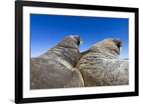 Walruses on Iceberg, Hudson Bay, Nunavut, Canada-Paul Souders-Framed Photographic Print