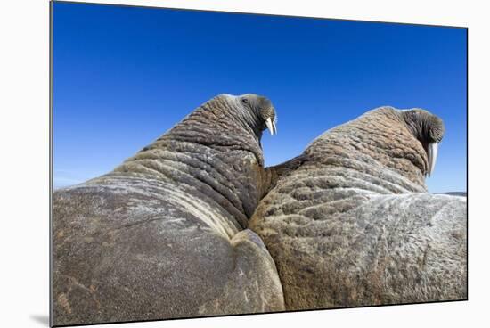 Walruses on Iceberg, Hudson Bay, Nunavut, Canada-Paul Souders-Mounted Photographic Print