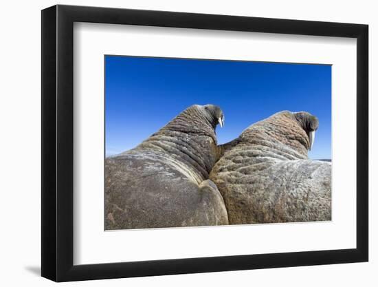 Walruses on Iceberg, Hudson Bay, Nunavut, Canada-Paul Souders-Framed Photographic Print