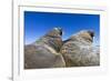 Walruses on Iceberg, Hudson Bay, Nunavut, Canada-Paul Souders-Framed Photographic Print