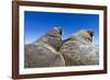 Walruses on Iceberg, Hudson Bay, Nunavut, Canada-Paul Souders-Framed Photographic Print