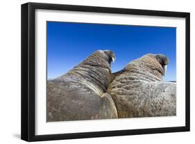 Walruses on Iceberg, Hudson Bay, Nunavut, Canada-Paul Souders-Framed Photographic Print