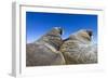 Walruses on Iceberg, Hudson Bay, Nunavut, Canada-Paul Souders-Framed Photographic Print