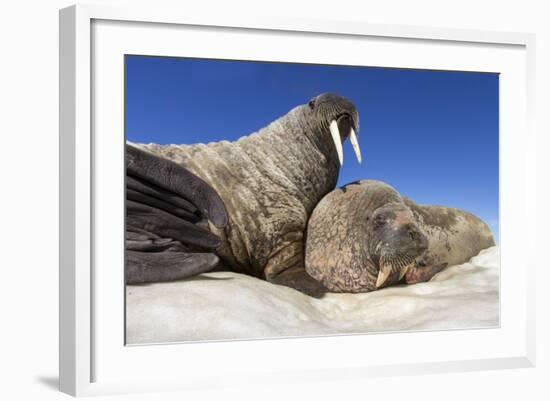 Walruses on Iceberg, Hudson Bay, Nunavut, Canada-Paul Souders-Framed Photographic Print