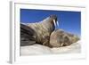 Walruses on Iceberg, Hudson Bay, Nunavut, Canada-Paul Souders-Framed Photographic Print