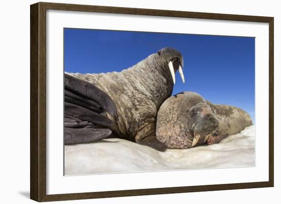 Walruses on Iceberg, Hudson Bay, Nunavut, Canada-Paul Souders-Framed Photographic Print