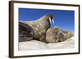 Walruses on Iceberg, Hudson Bay, Nunavut, Canada-Paul Souders-Framed Photographic Print