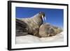 Walruses on Iceberg, Hudson Bay, Nunavut, Canada-Paul Souders-Framed Photographic Print