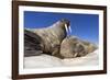 Walruses on Iceberg, Hudson Bay, Nunavut, Canada-Paul Souders-Framed Photographic Print