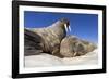 Walruses on Iceberg, Hudson Bay, Nunavut, Canada-Paul Souders-Framed Photographic Print