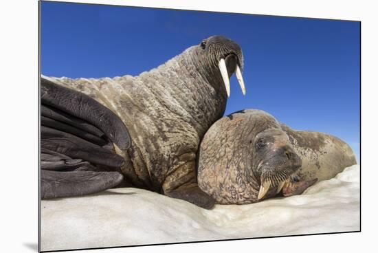 Walruses on Iceberg, Hudson Bay, Nunavut, Canada-Paul Souders-Mounted Photographic Print